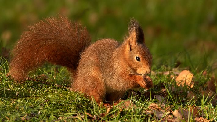 Da hat es was gefunden