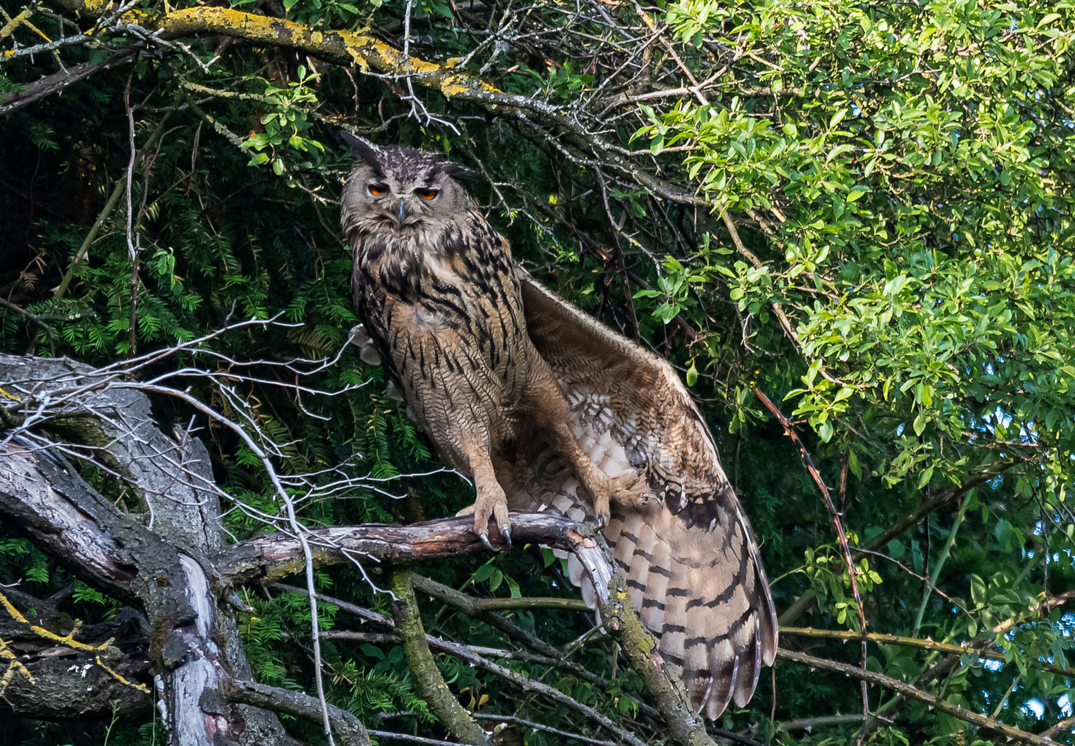 Da hat sich der Uhu-Altvogel endlich mal bewegt ...