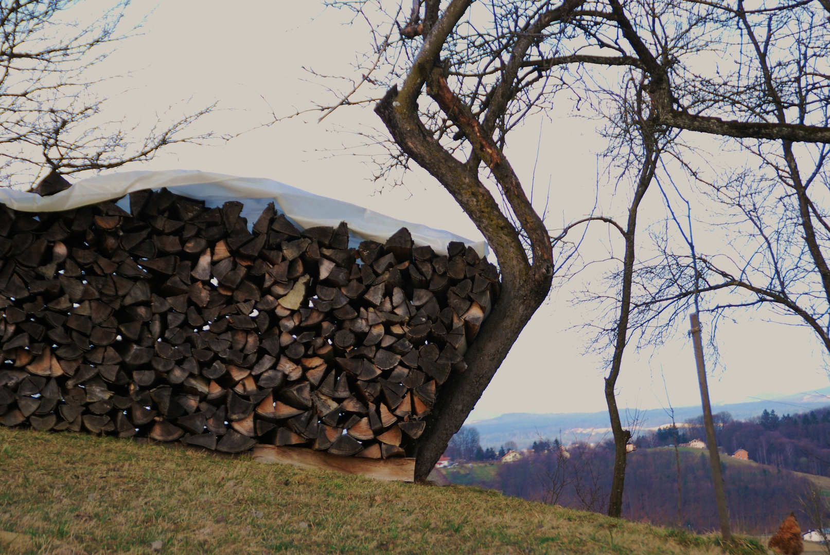 Da hat sich glatt der Baum verbogen