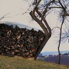 Da hat sich glatt der Baum verbogen