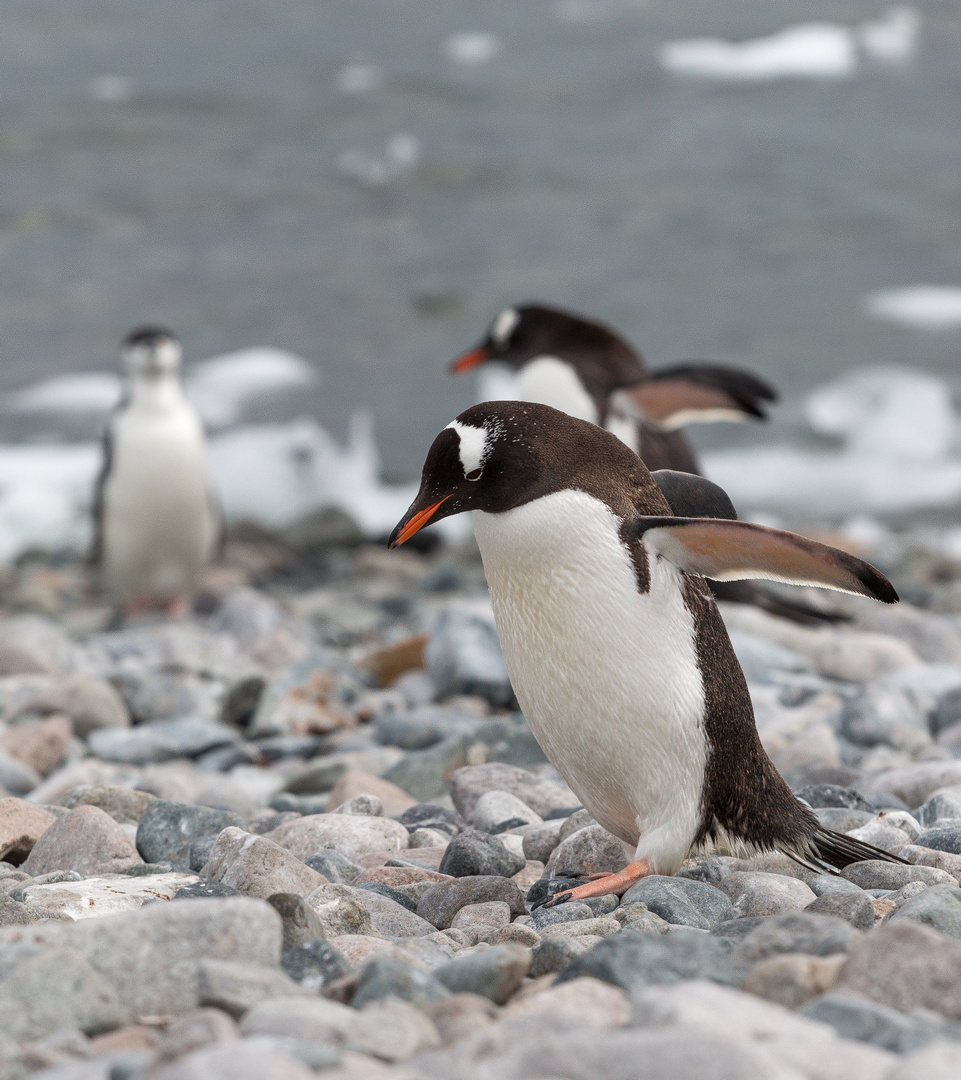 Da hat sich wohl ein Zügelpinguin verlaufen (Hintergrund)