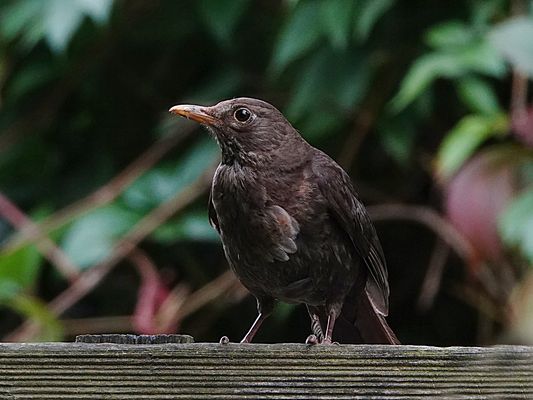 da hat sie kurz ihr Nest verlassen