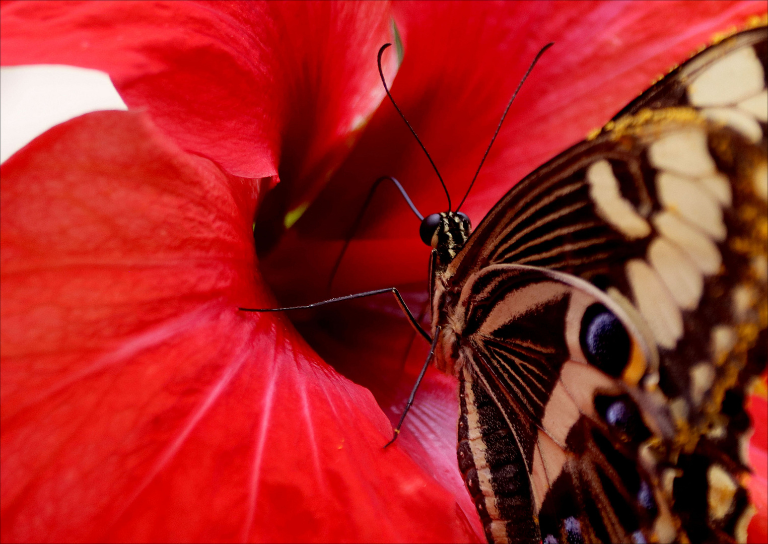 da hat wohl jemand hunger ( Emperor Swallowtail )