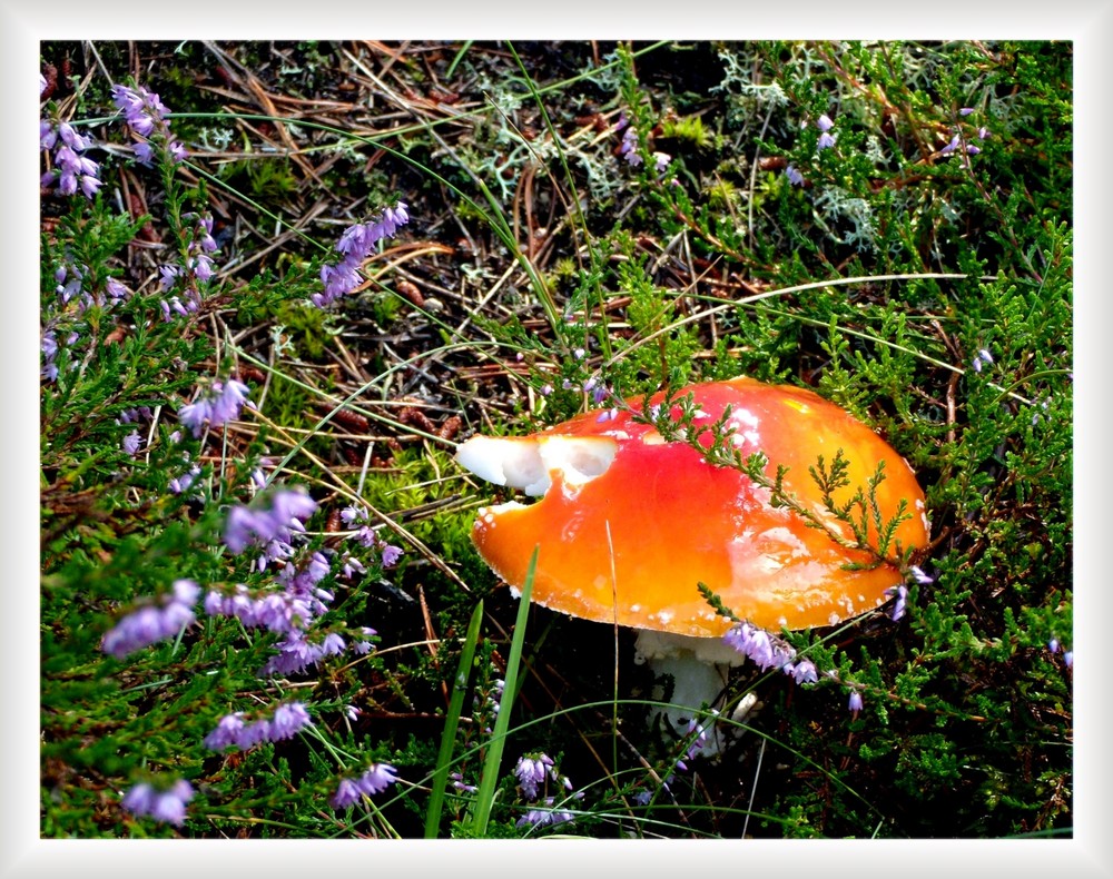 Da hatte jemand großen Hunger. Fliegenpilz.