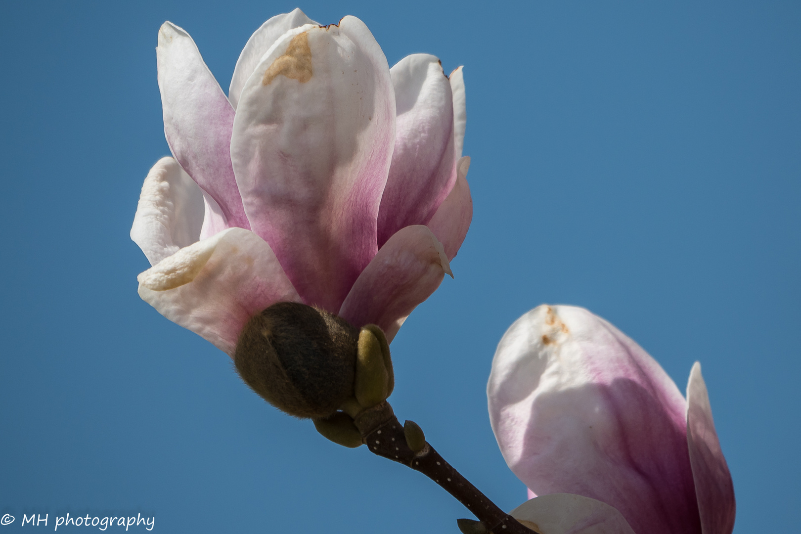 Da hatten wir noch Frühling, jetzt wieder Winter...