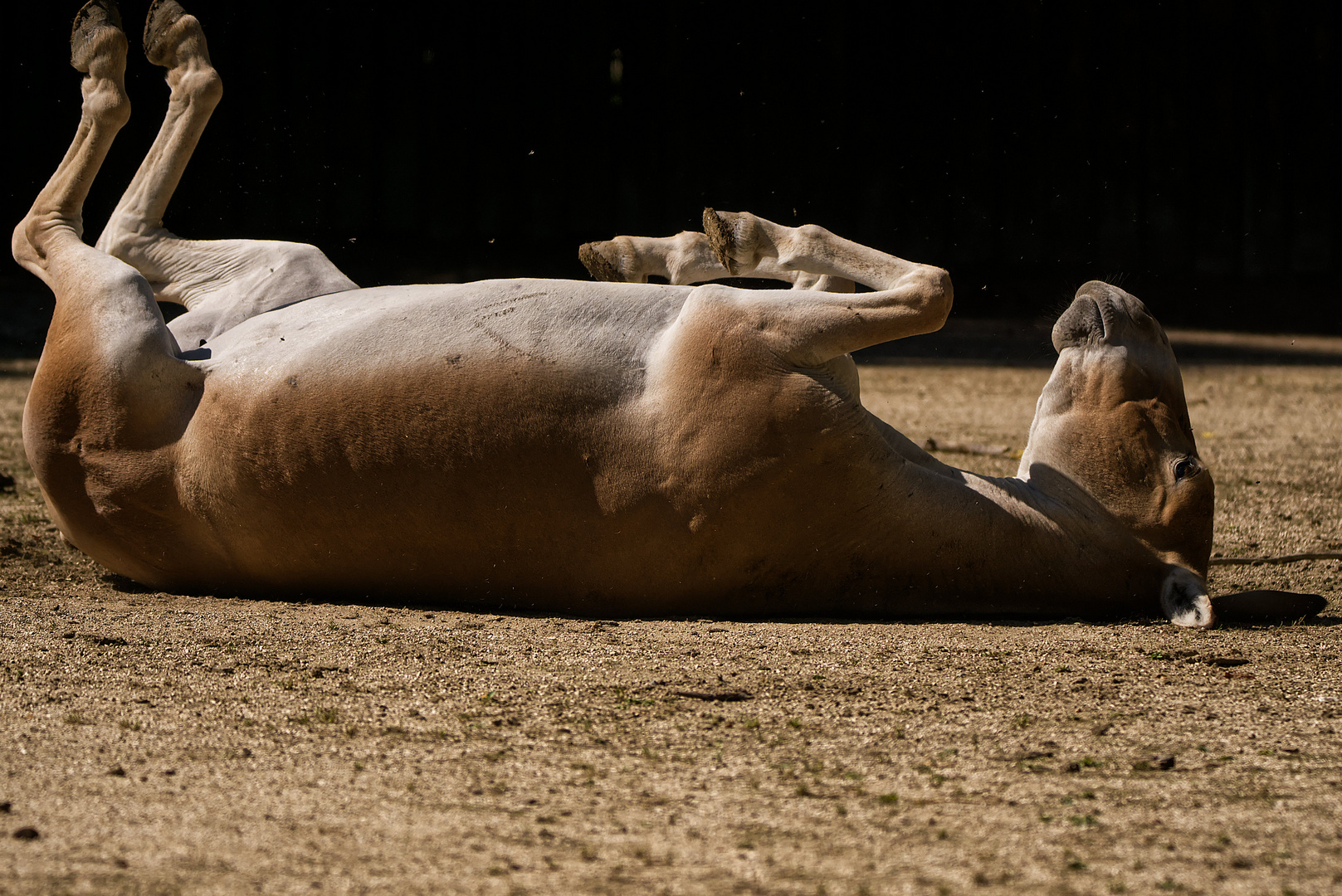 Da haut sich der Onager...