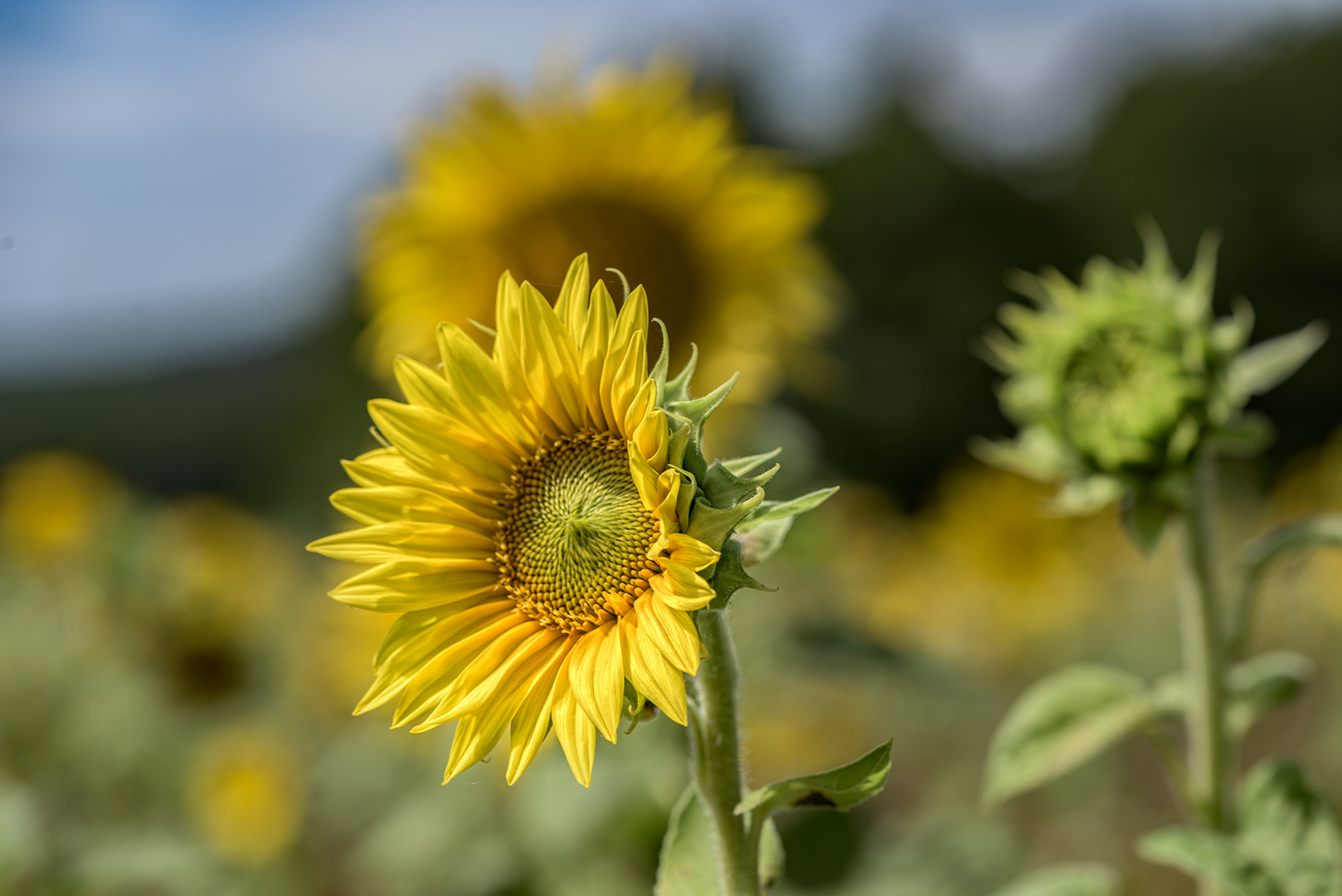 da heut die Sonne nicht scheint....