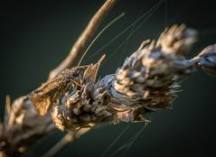 "DA HOCK DOCH WAS ......"?