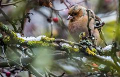 "DA HOCKT EINER RUM"