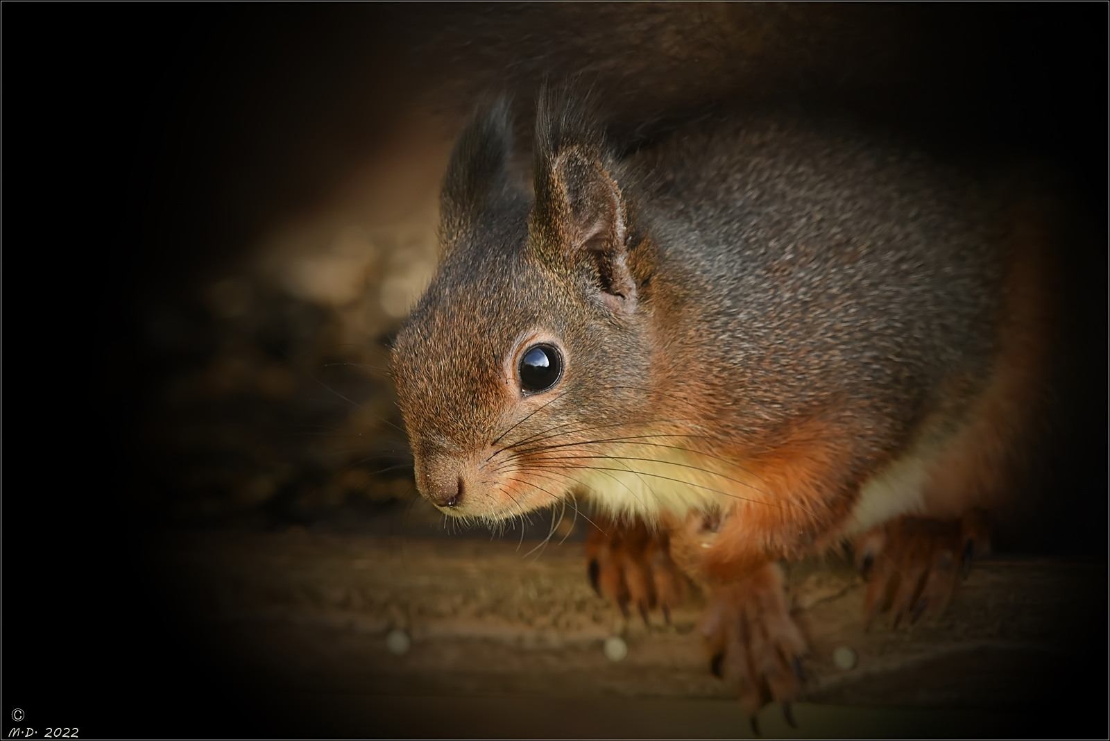 Da hockte der kleine Waldkobold ...