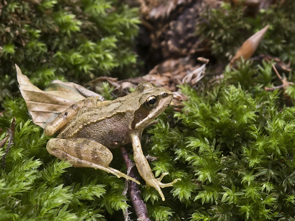 Da hüpft was im Wald