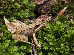 Da hüpft was im Wald