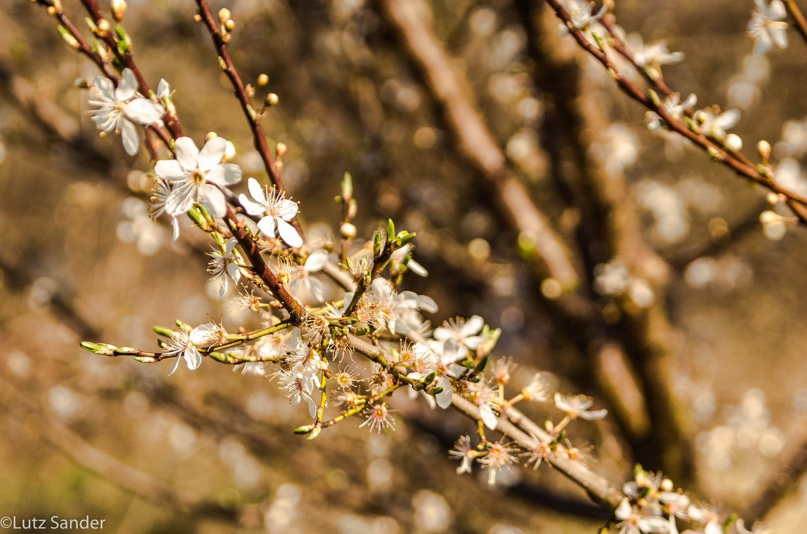 da isser, der Frühling