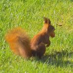 Da ist das Eichhörnchen mit der Nuß auf der Flucht.