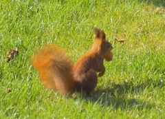 Da ist das Eichhörnchen mit der Nuß auf der Flucht.