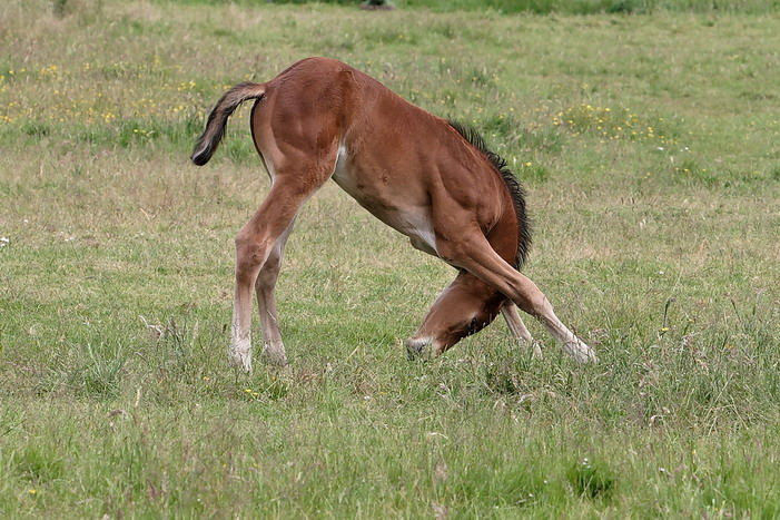 ...da ist das Gras besser.