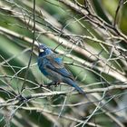 Da ist dem Osterhasen die Farbe ausgegangen