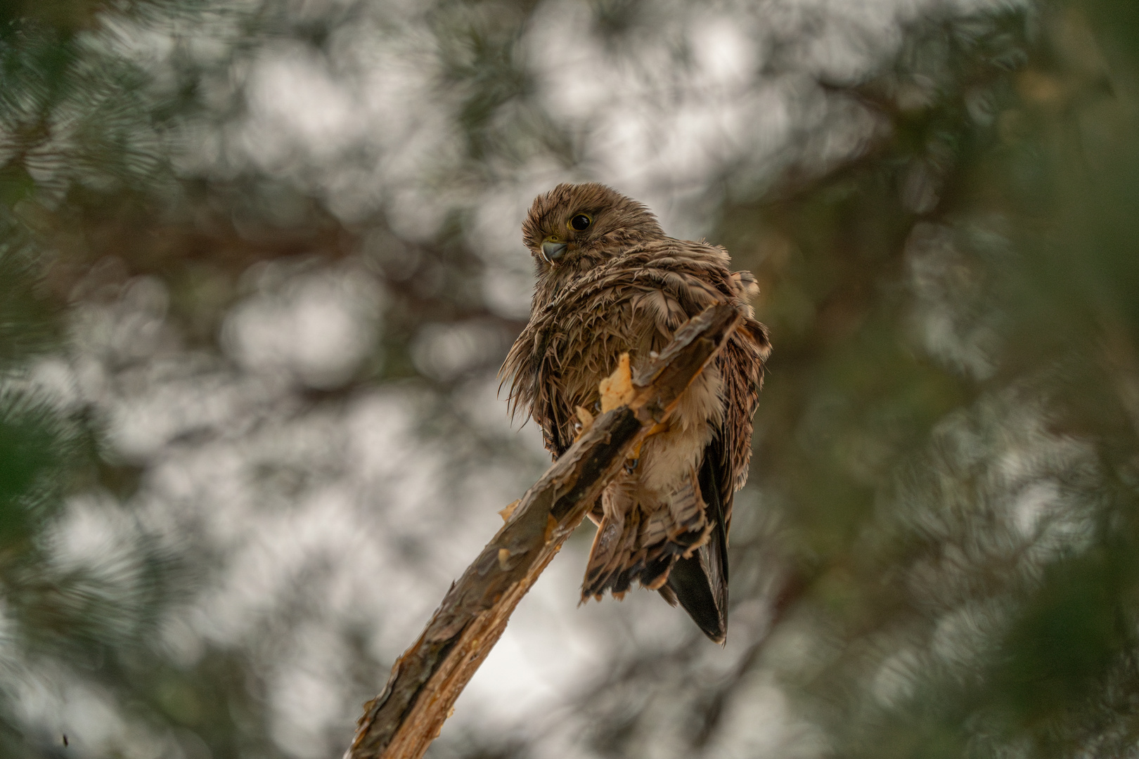 Da ist der kleine Turmfalke nass geworden! :-)