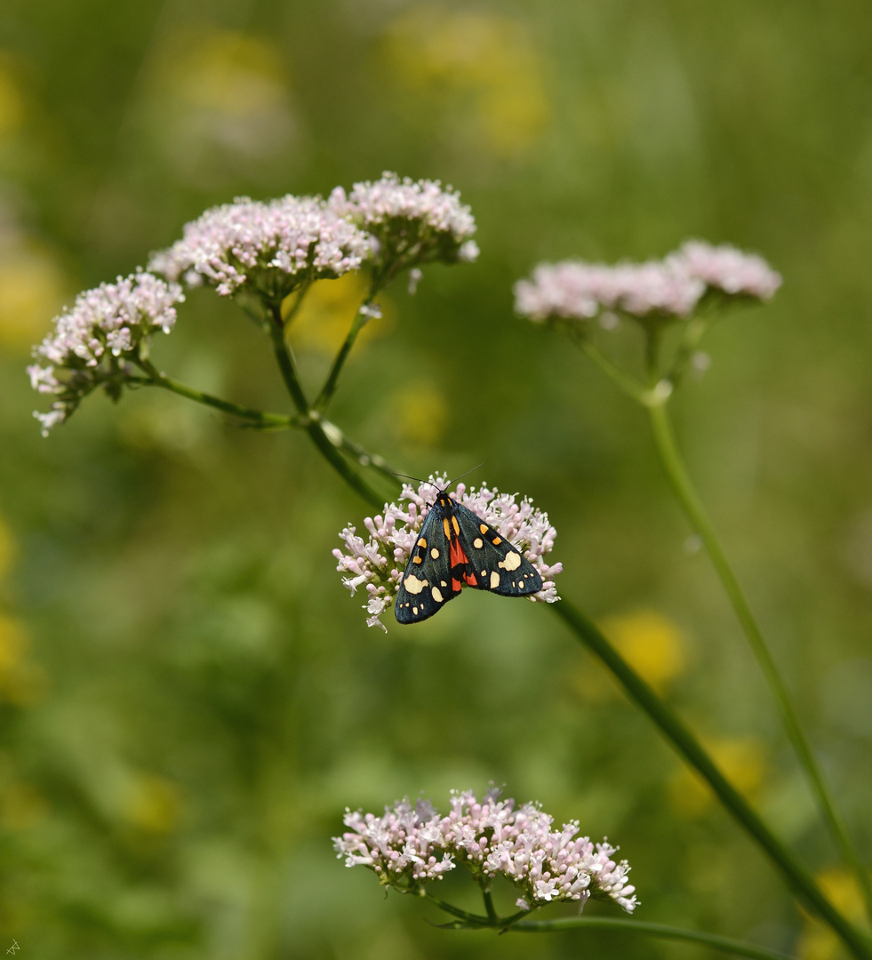 Da ist der Schmetterling !