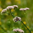 Da ist der Schmetterling !