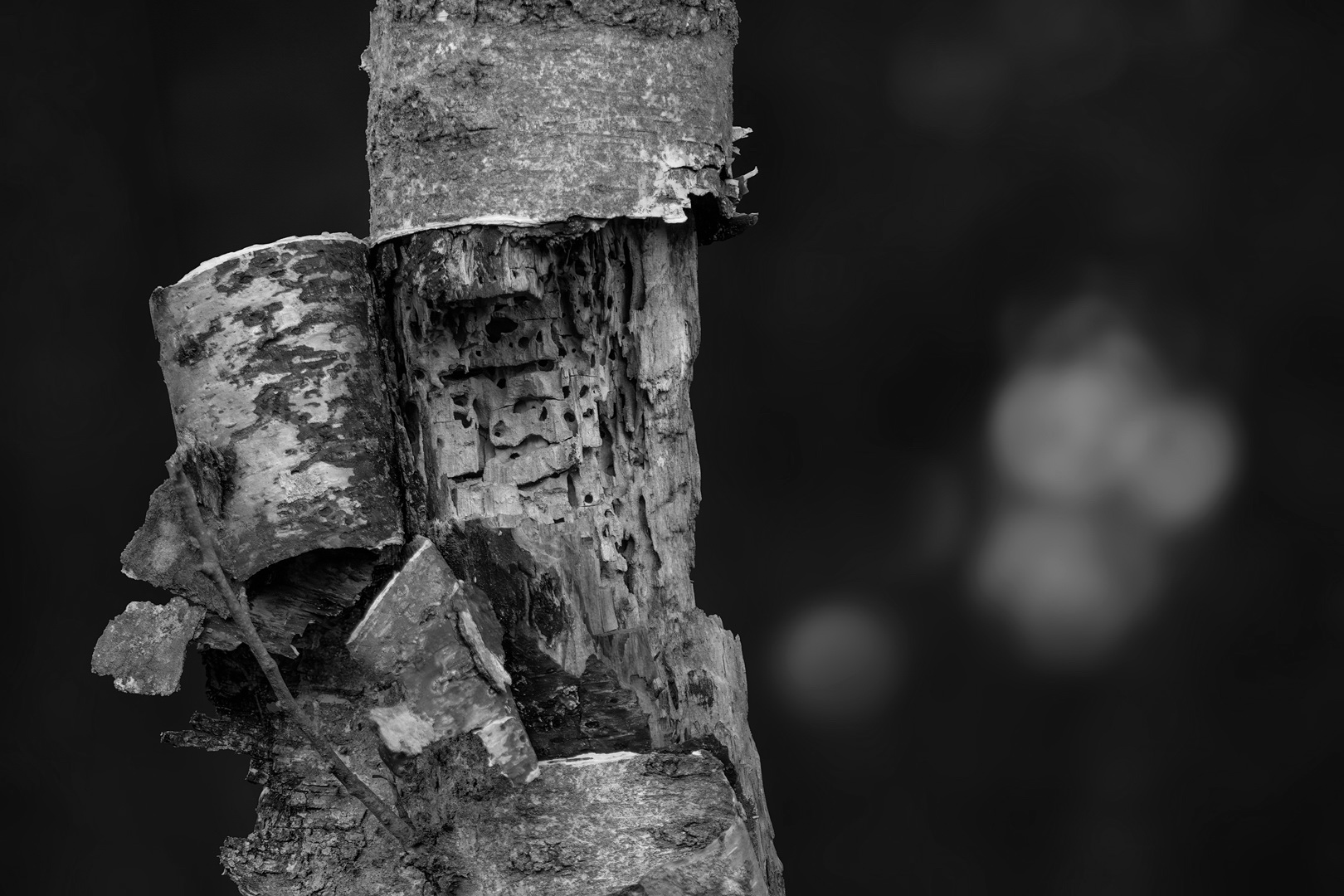 Da ist der Wurm drin Foto & Bild pflanzen, pilze & flechten, bäume