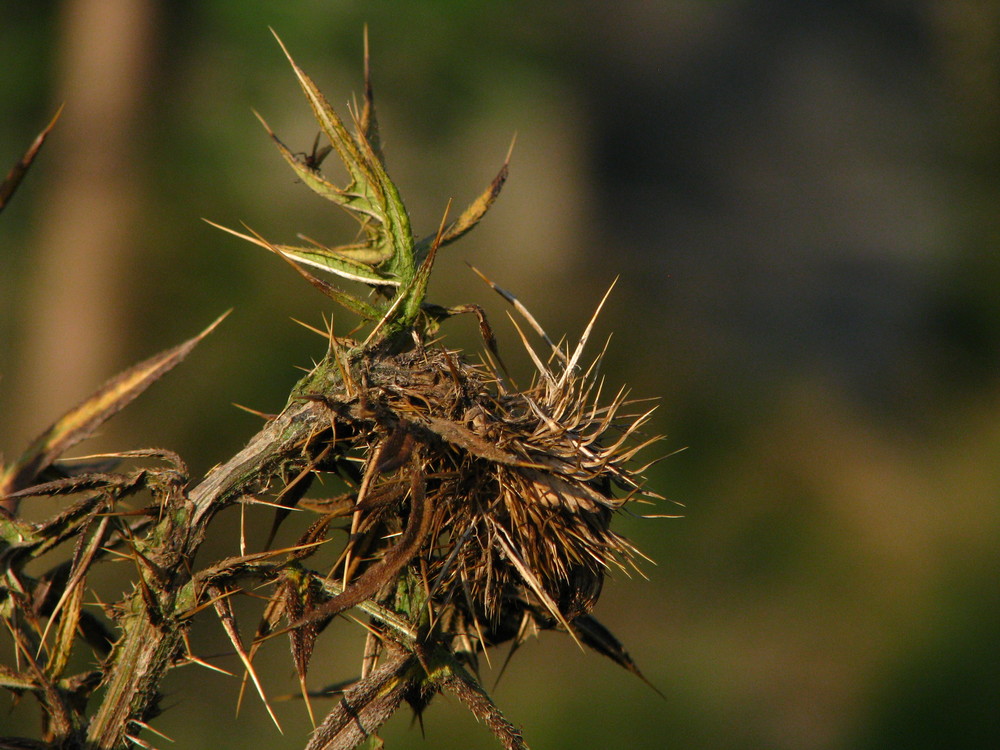 Da ist die Distel - wo aber ist der Fink!? ;)