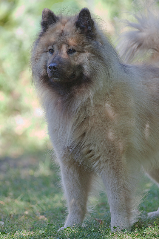 Da ist doch etwas im Busch&hellip;. Foto &amp; Bild wiese, hunde, natur Bilder