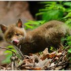 " Da ist doch was " - Rotfuchs-Welpe - ( Vulpes vulpes )