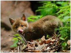 " Da ist doch was " - Rotfuchs-Welpe - ( Vulpes vulpes )