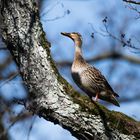 Da ist doch wirklich eine Ente auf dem Baum