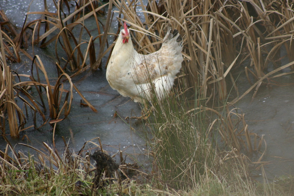 da ist ein ...huhn auf dem eis!