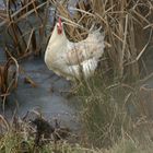 da ist ein ...huhn auf dem eis!