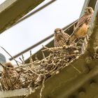 Da ist ein Paparazzi. Schaut recht blöd oder scheißt runter !