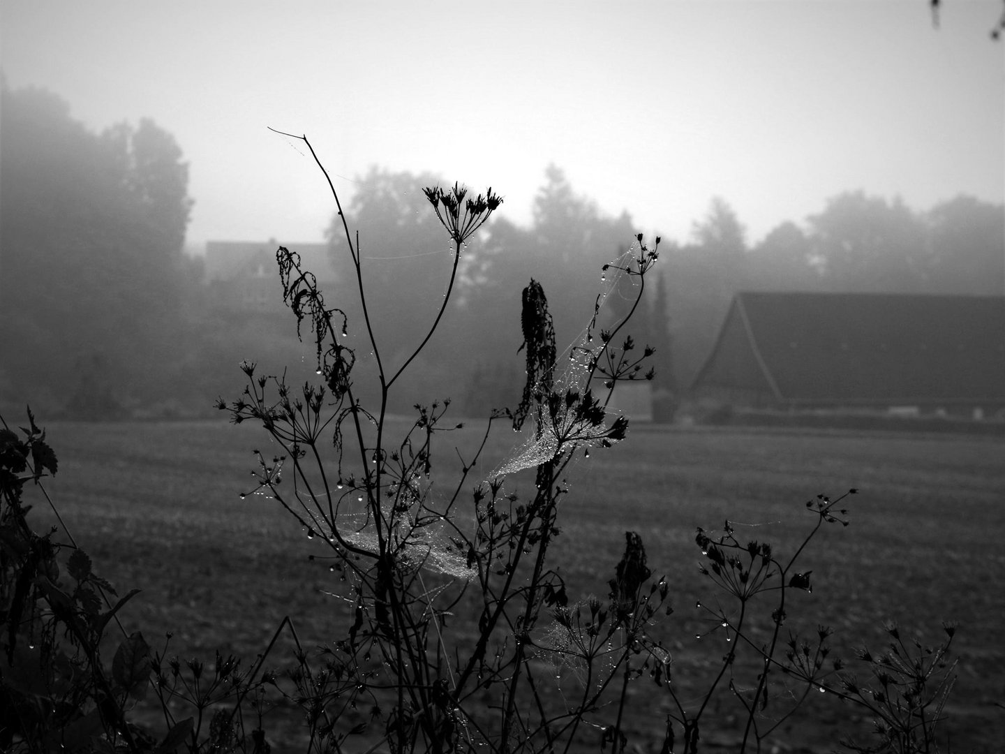 Da ist er, der Nebel. Wie schön, morgens so früh losziehen zu könne,