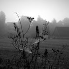 Da ist er, der Nebel. Wie schön, morgens so früh losziehen zu könne,