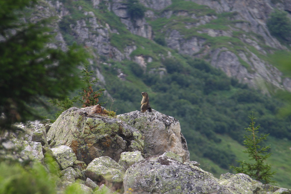 Da ist er ja schon . Urlaub Sedrun 2012.