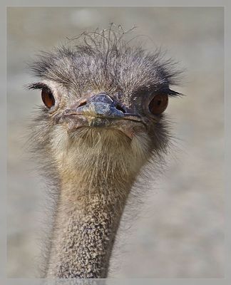 Da ist er wieder......