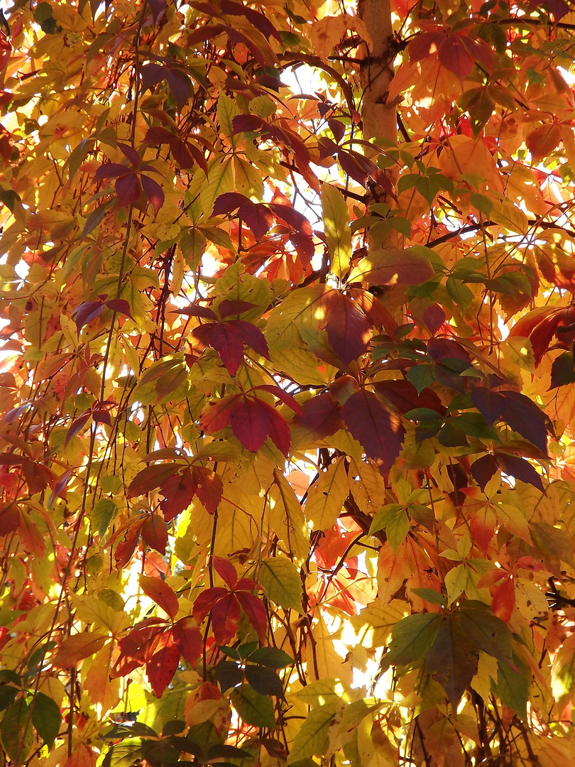 Da ist Er wieder der schöne Bunte Herbst !