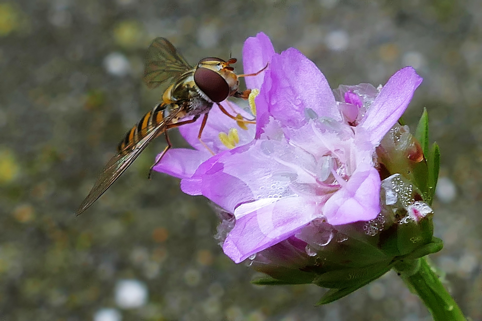 da ist ja auch zu Trinken an der Blüte