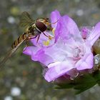 da ist ja auch zu Trinken an der Blüte