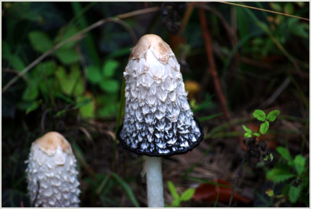 Da ist ja mein Freund, der andere Pilz