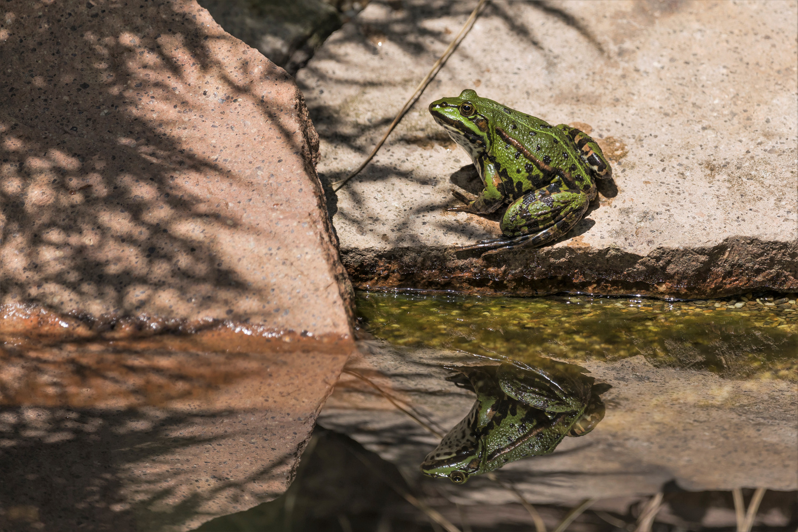 Da ist ja noch einer..............