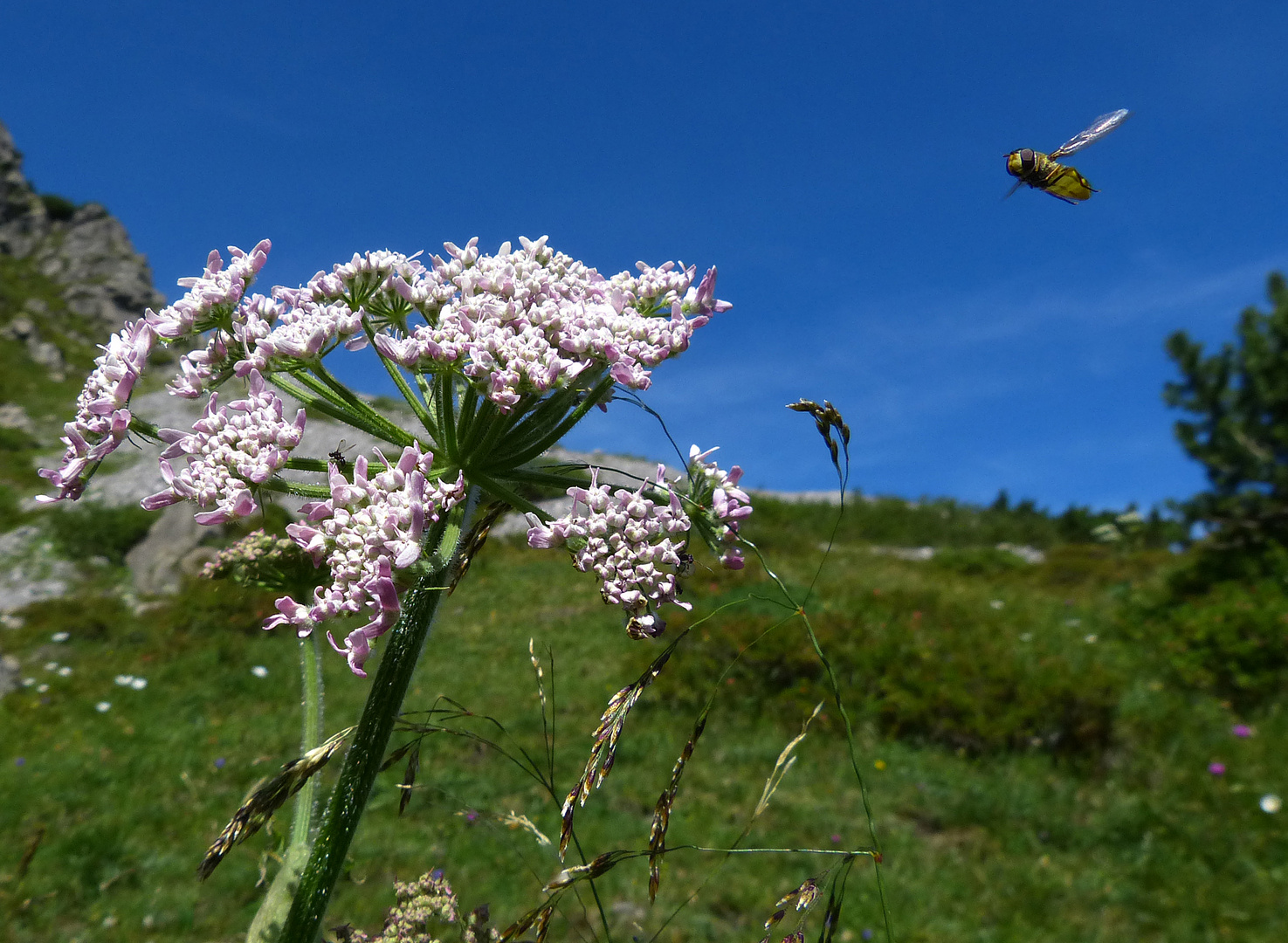 Da ist mir doch einfach eine Schwebefliege ins Bild geflogen :-)