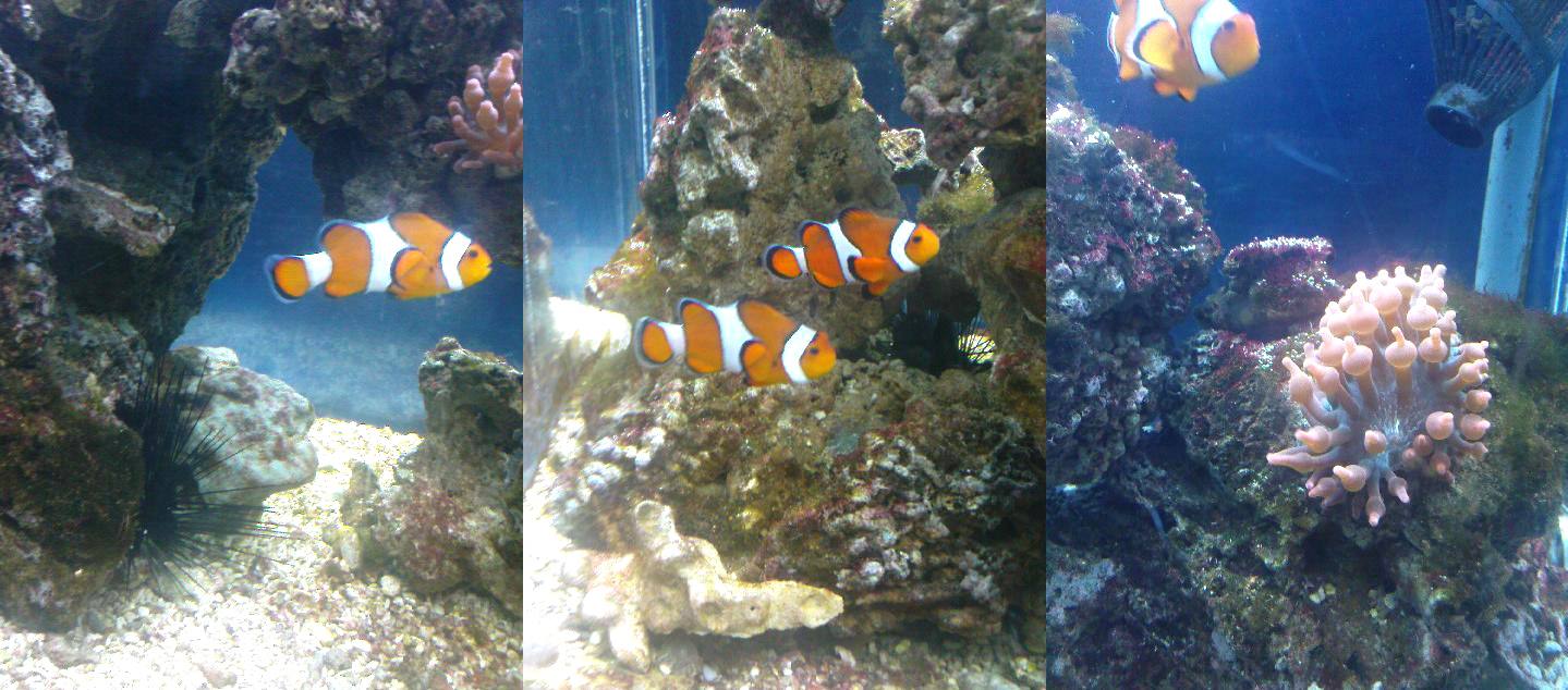 Da ist Nemo