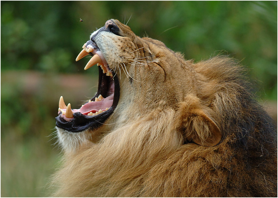 Da ist selbst der König der Tiere machtlos