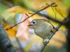"Da kann ich einfach NICHT anders" - und ihr?