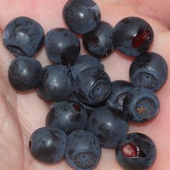 Da kann man doch anhand der Fingerabdrücke genau feststellen, wer die Waldbeeren gepflückt hat ...