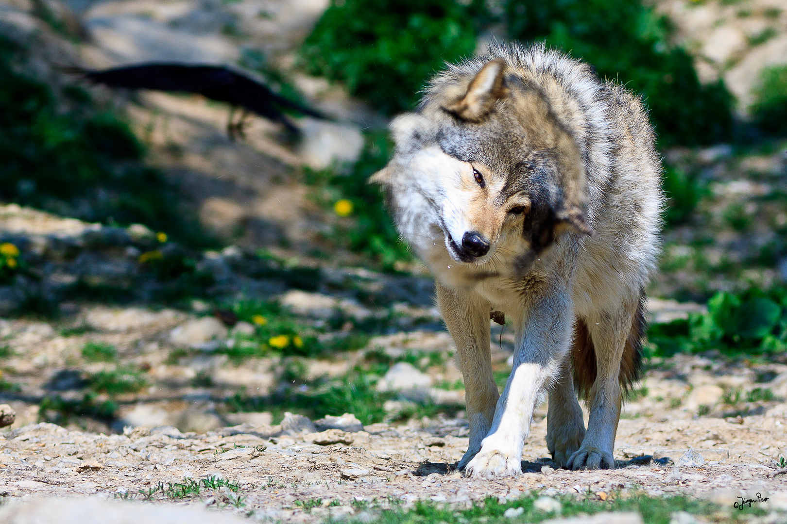 Da kann "Wolf" nur den Kopf schütteln