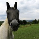 DA KANNST DU GUCKEN...