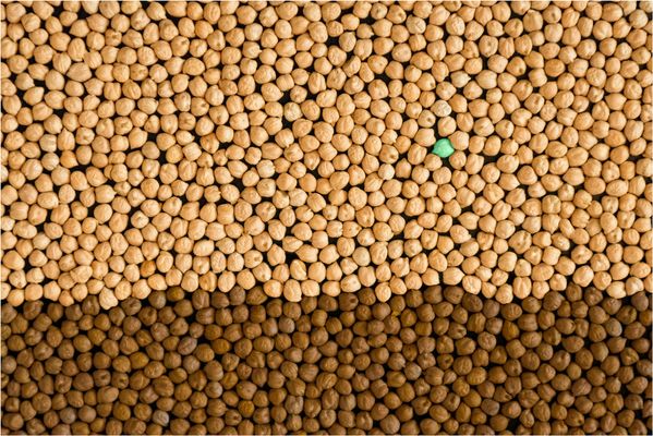 Da kichern die Erbsen